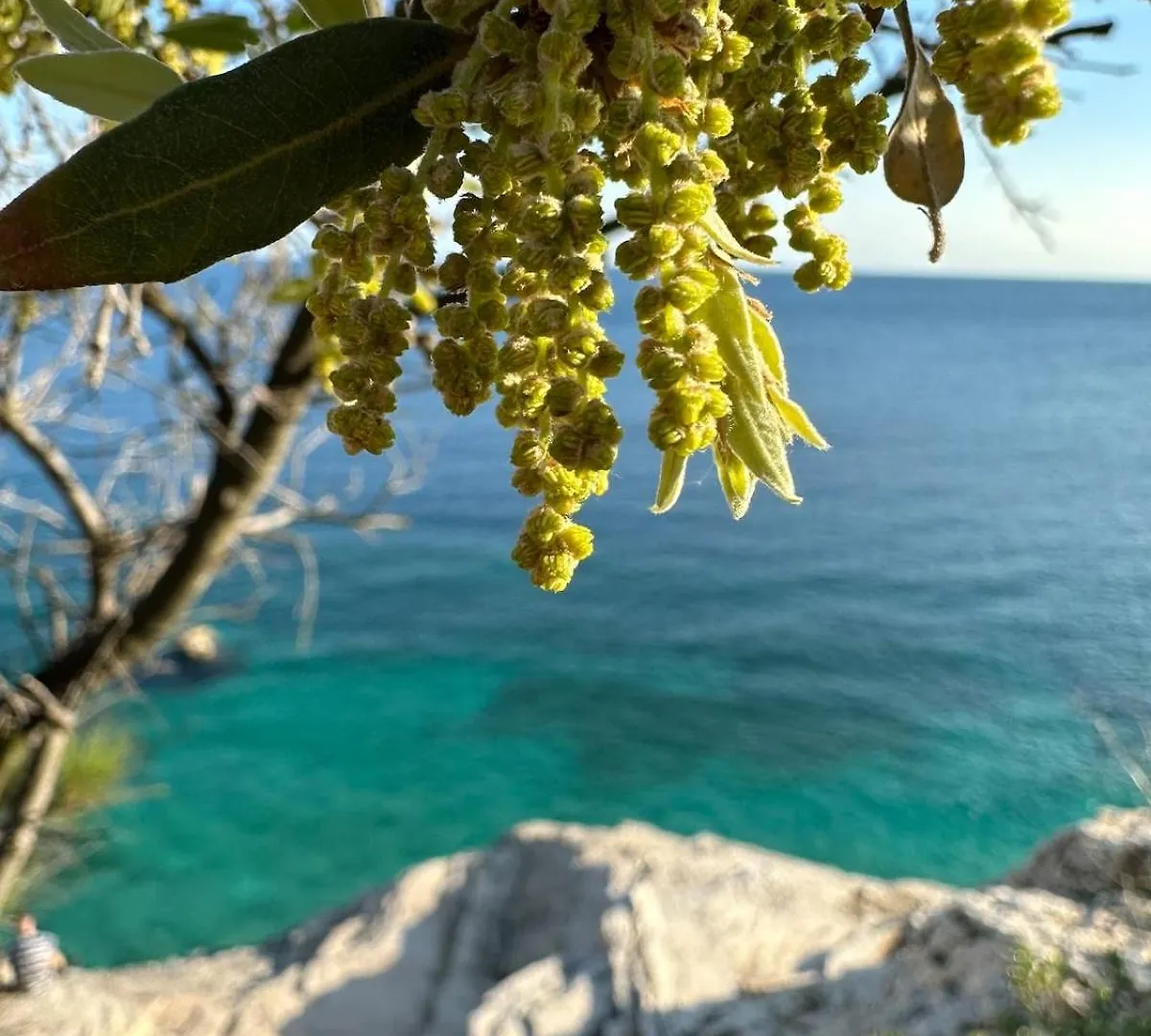 Fragrances Of Istria - The Olives - On The Sea Of Stoia