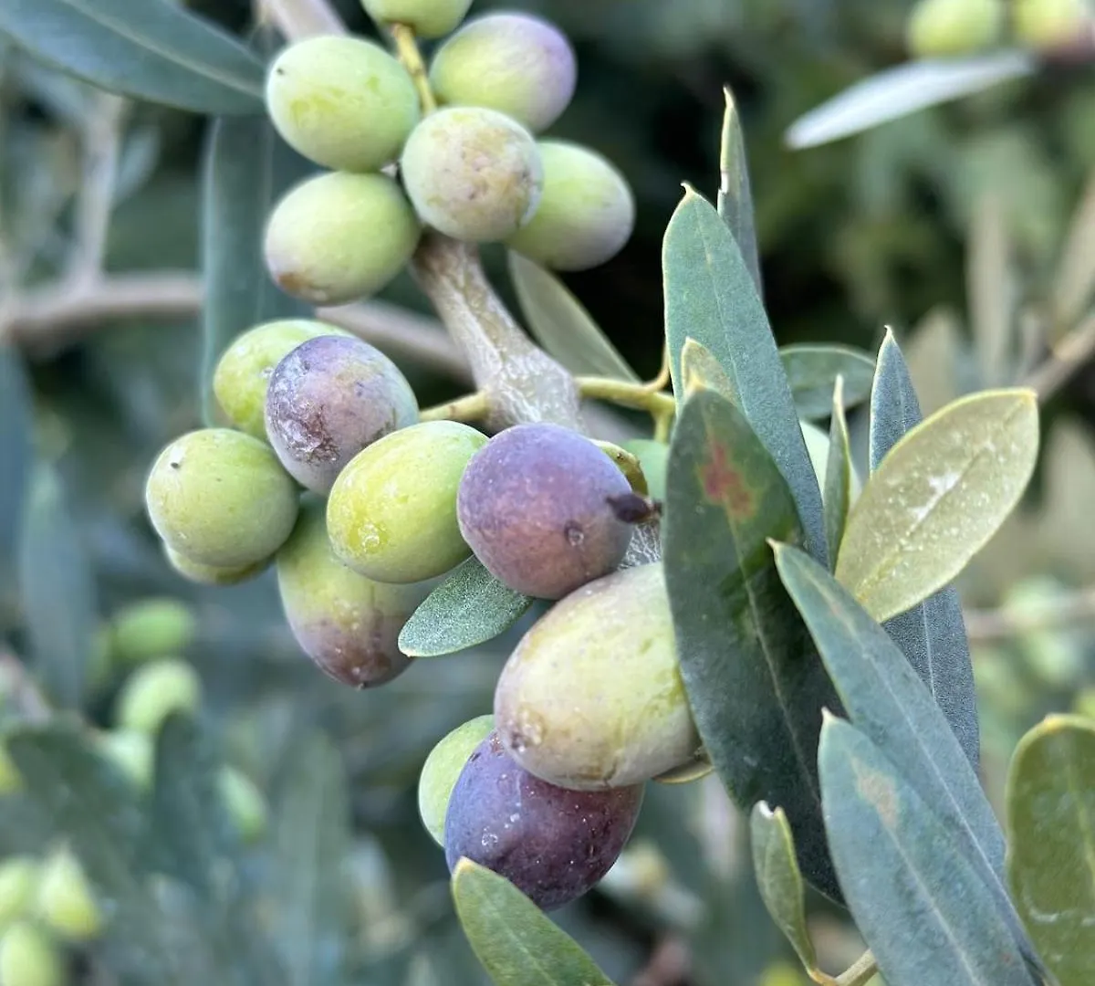 Fragrances Of Istria - The Olives - On The Sea Of Stoia 0*, Pula Croatia